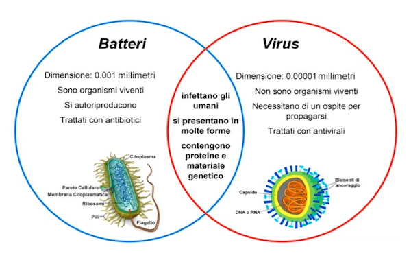 Principali differenze tra virus e batteri
