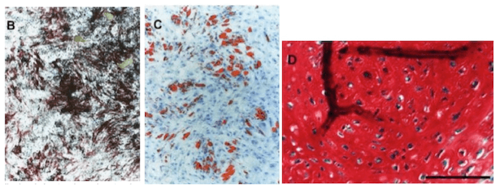 Differenziazione del cellule mesenchimali. Cellule osse(B), cellule del grasso (C) e cellule cartilaginee (D)