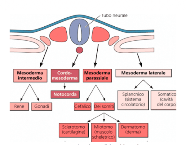 Differenziazione del mesoderma