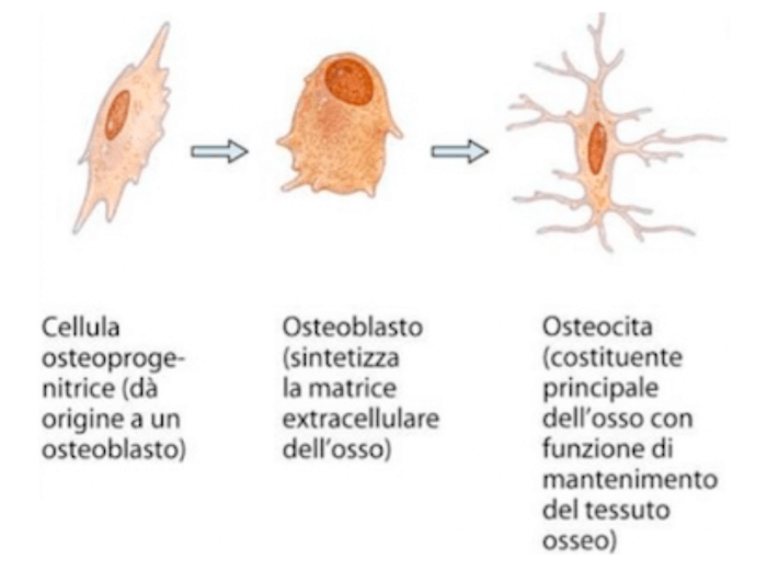 Citotipi presenti nel tessuto osseo e le loro funzioni