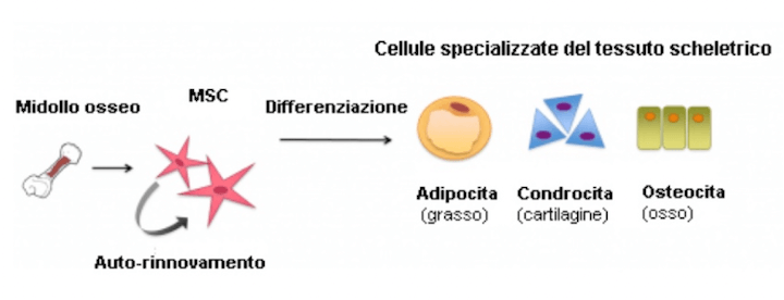 Differenziazione delle cellule mesenchimali