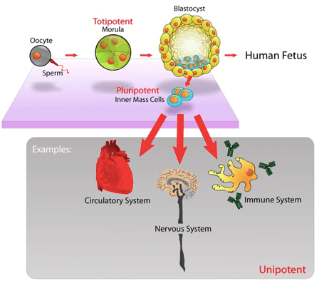 differenziazione delle cellule somatiche