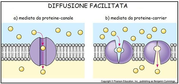 diffusione facilitata