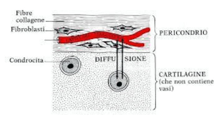 Processo di diffusione tra strato esterno del Pericondrio e Cartilagine