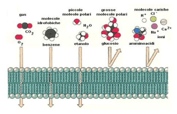 Tipologie di molecole che sono in grado di attraversare per diffusione semplice la membrana plasmatica