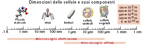 Dimensioni delle cellule