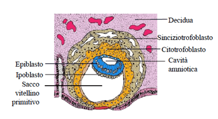 Disco germinativo bilaminare