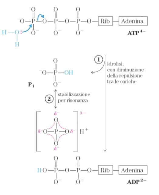 distacco dello ione fosfato nell'ATP