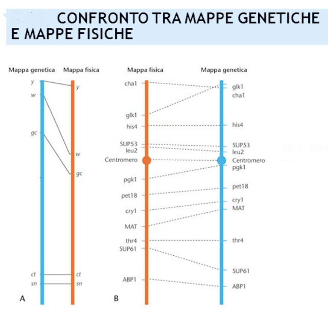 Distanze tra i loci genici