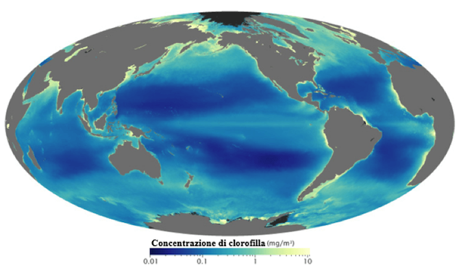 Distribuzione del fitoplancton