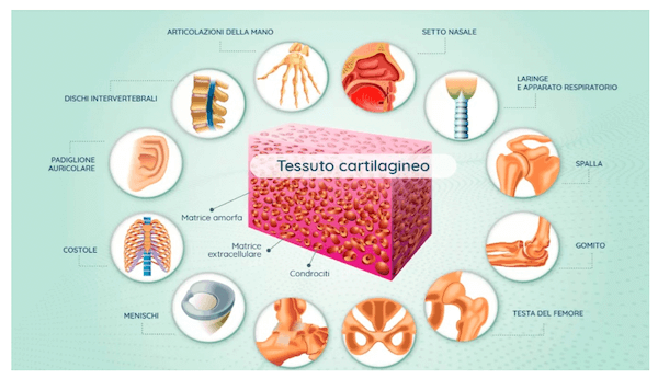 Distribuzione del tessuto cartilagineo