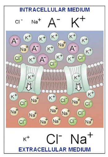 distribuzione degli ioniall'interno e all'esterno della cellula