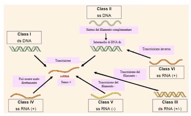 diverse modalità replicative dei virus a RNA e DNA