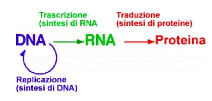 Il Dogma centrale della Biologia
