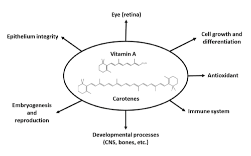 Effetti della vitamina A