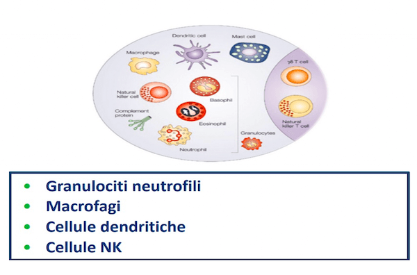 Effettori cellulari dell'immunità innata