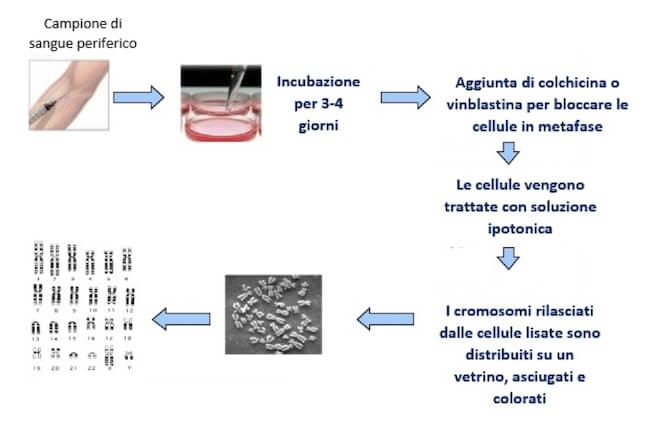 elaborazione del cariotipo