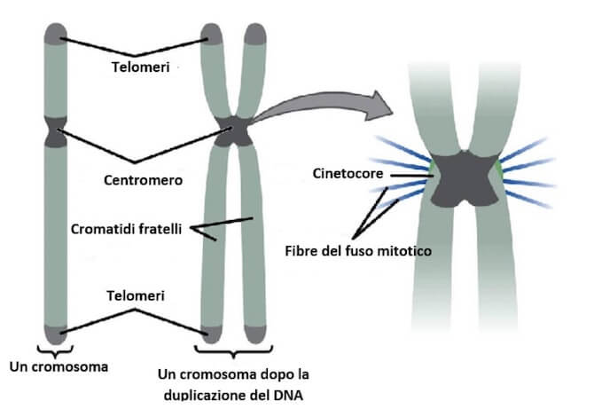 elementi distintivi di un cromosoma
