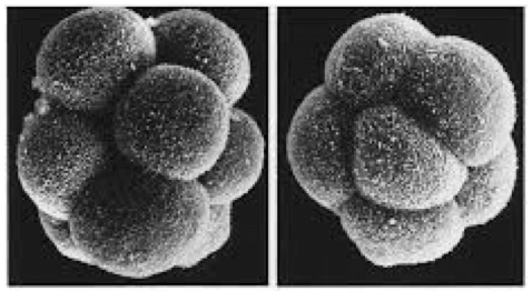Embrione di topo a 8 blastomeri