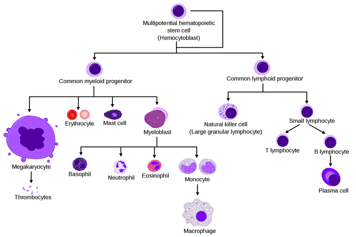 Emopoiesi