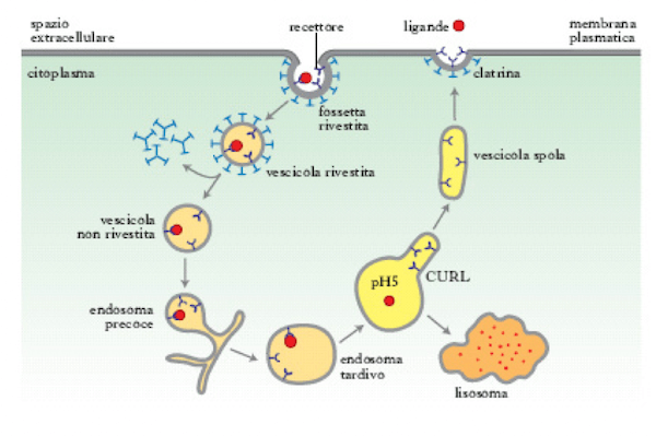 Endocitosi tramite vescicole rivestite da clatrina