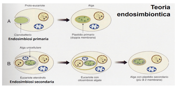 Endosimbiosi primaria e secondaria nelle alghe