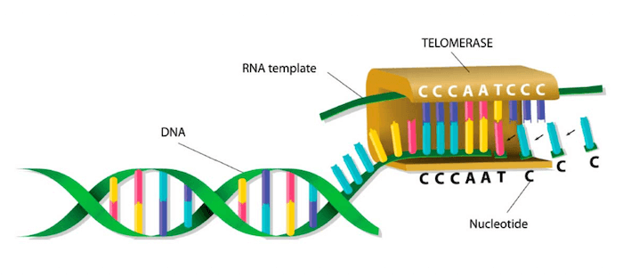 Enzima telomerasi