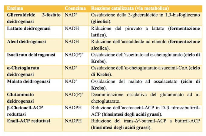 enzimi che utilizzano NAD e NADPH