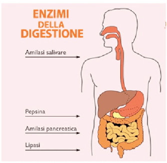 Alcuni dei principali enzimi digestivi
