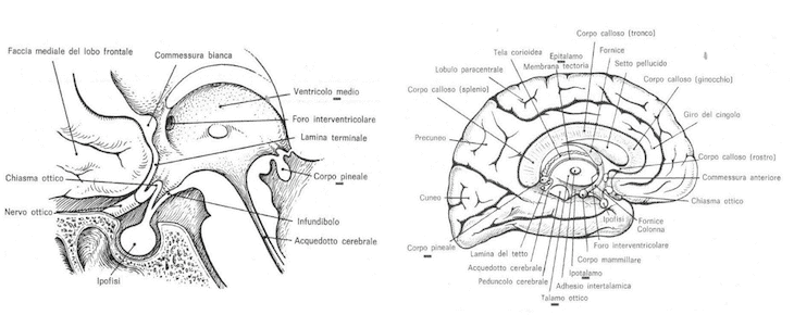 Epifisi o corpo pineale