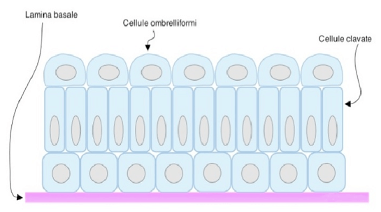 Epitelio di transizione