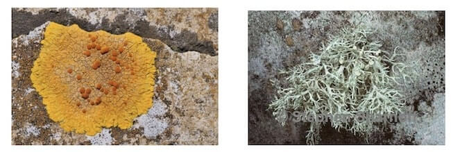 esempi di talli nei licheni