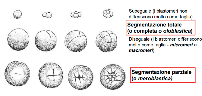 Esempi di tipologie di segmentazione