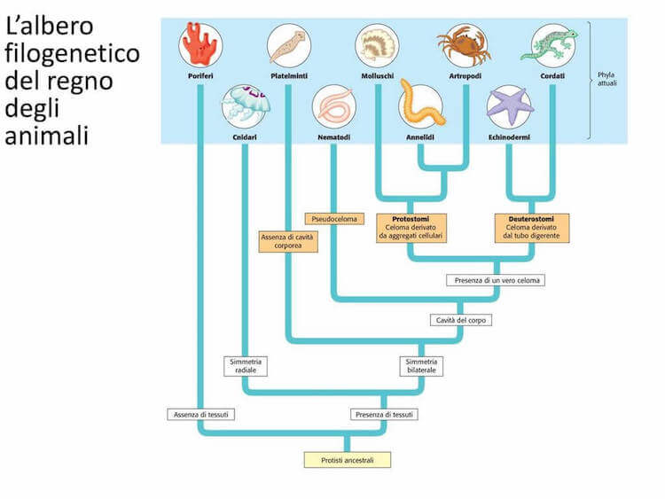 Esempio di albergenetico degli animali