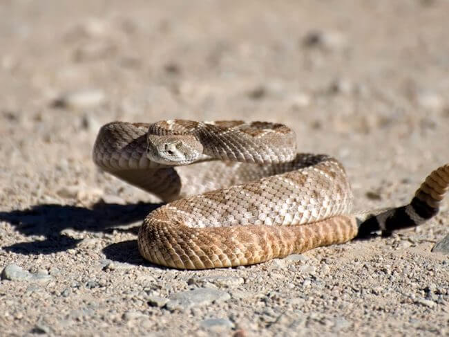 Il serpente a sonagli è un esempio di un animale a sangue freddo