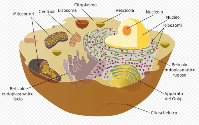 esempio di cellula eucariotica