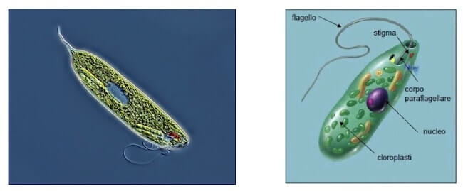 Euglena