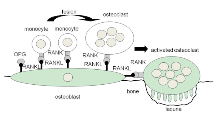 Eventi della Osteoclastogenesi