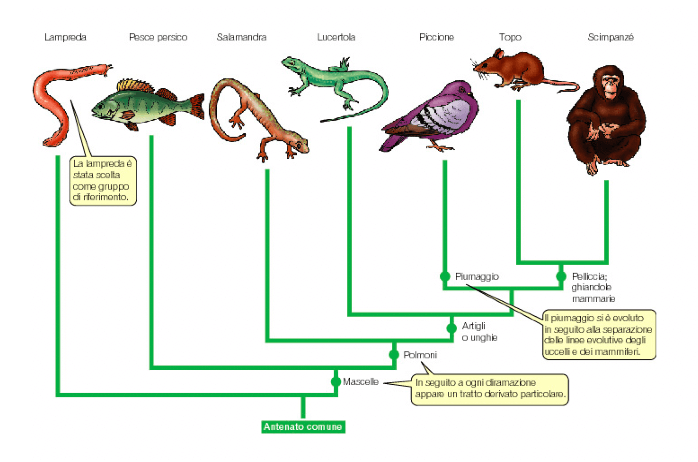 Evoluzione dei vertebrati