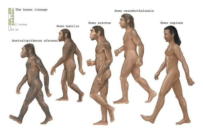 Evoluzione dell'uomo