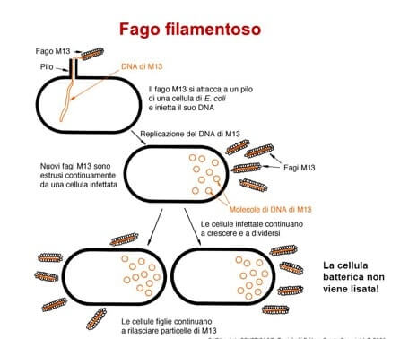 fago filamentoso