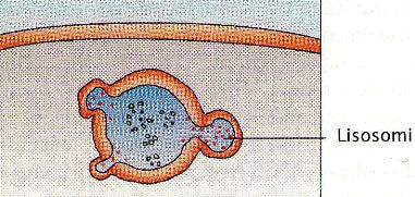 fagocitosi: terza fase