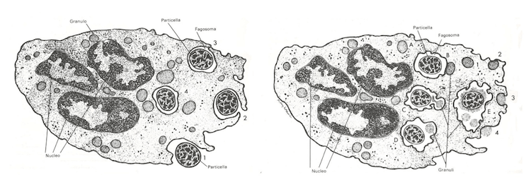 Fagocitosi neutrofila