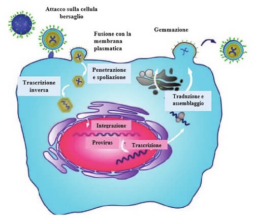Fasi principali del ciclo replicativo dei retrovirus
