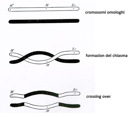 Fasi del crossing over