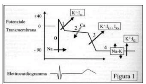 Fasi del potenziale nelle cellule del pacemaker