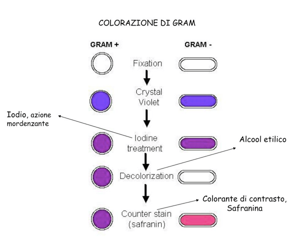 Fasi della colorazione di Gram