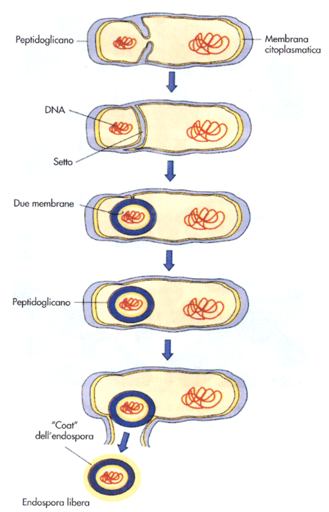 Fasi della formazione di una endospora