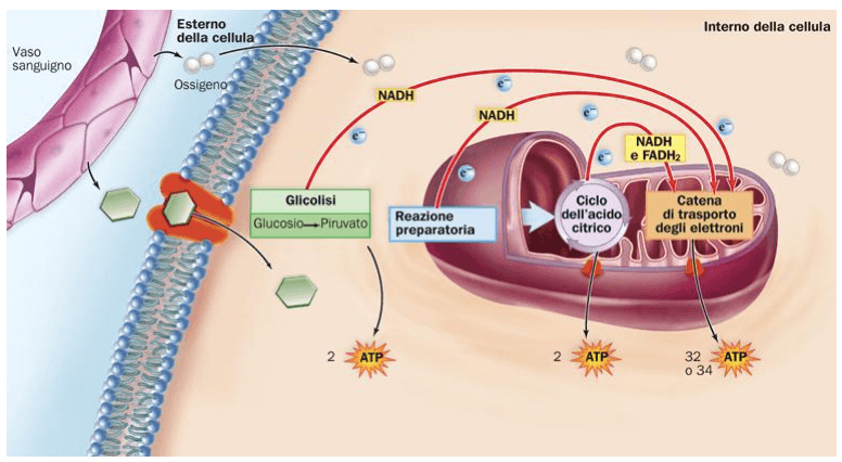 Fasi della Respirazione Cellulare