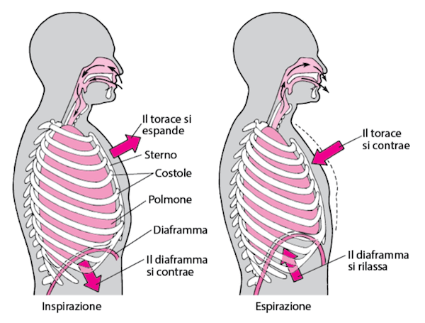 Fasi della respirazione polmonare